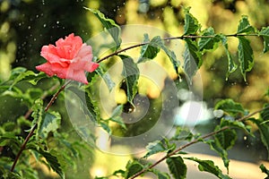 Summer rain in the garden, raindrops on a beautiful plant and rose against the background of the sun`s rays