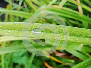 After a summer rain. macro photo of water drops dew on the stems and leaves of green plants.