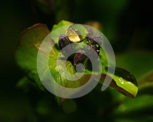 After a summer rain. macro photo of water drops ( dew ) on the stems and leaves of green plants.