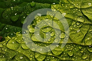 After a summer rain. macro photo of water drops ( dew ) on the stems and leaves of green plants.