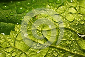 Po leto dážď. makro z voda kvapky ( rosa ) na predstavca listy z zelený rastliny 