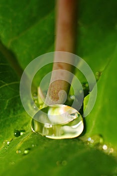 After a summer rain. macro photo of water drops ( dew ) on the stems and leaves of green plants.