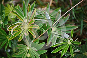 After a summer rain. macro photo of water drops ( dew ) on the stems and leaves of green plants.