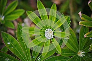 After a summer rain. macro photo of water drops ( dew ) on the stems and leaves of green plants.