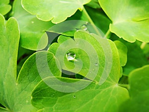 After a summer rain. macro photo of water drops dew on the stems and leaves of green plants.