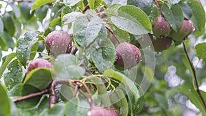 Summer rain pears