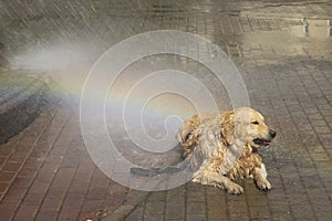 Summer rain with a rainbow on the city street. Dog and summer rain