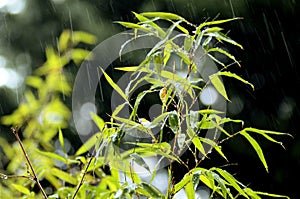summer rain Reeds leaves