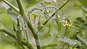 Summer rain in vegetable garden in the backyard. Close up of blooming tomato bush. Unripe tomatoes in the garden bed