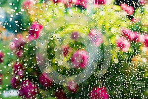 Summer rain on window. Blurred flowering rose bush behind glass of window with raindrops