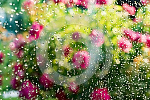 Summer rain on window. Blurred flowering rose bush behind glass of window with raindrops photo