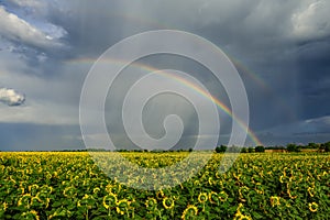 Summer rainbow over sunflower fields