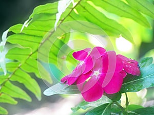 summer rainforest periwinkle flower background