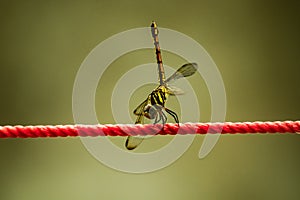 summer rains brings dragonfly days