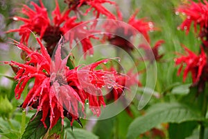 Summer rainy floral background of flowering ornamental herbaceous perennial Monarda didyma close-up