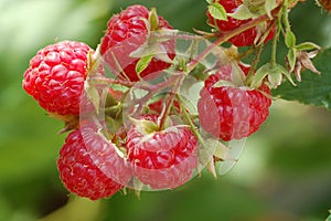 Summer raspberries photo