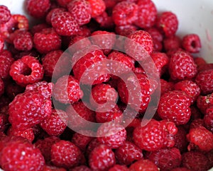 Red raspberries on the white plate photo