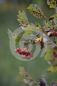 Summer red berry  sunny green plant Crataegus