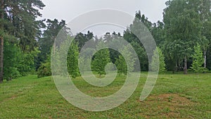 In summer, red clover flowers bloom in abundance in the grass among the birches and pines in the city park. Young birch trees also