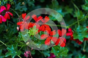 Summer red flower on a sunny day