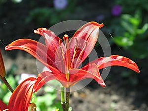 Summer red liliy