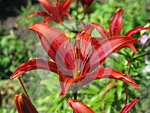 Summer red liliy