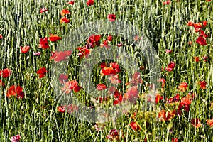 summer red poppies with defects