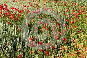 summer red poppies with defects