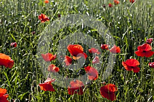 summer red poppies with defects