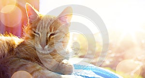 Summer relax;  happy cat gets pleasure basking in the summer sun photo