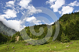 Summer relief of swiss alps