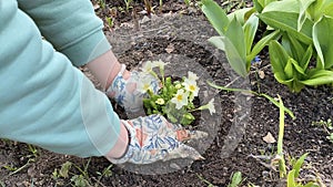 A summer resident in work gloves is planting a small bush with beautiful white-yellow flowers in a flower bed. Country life