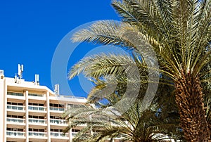 Summer resort destination white hotel apartment building and palm tree tropic park outdoor scenic yard and blue sky background