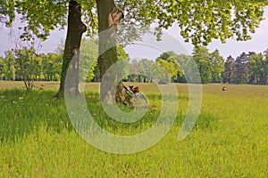 Summer rest in Sanssouci Park.