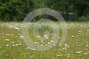 Meadowland with daisys and dandilions in the foreground photo