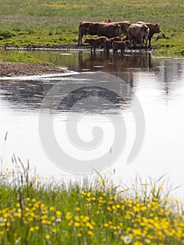 Summer, river and cattles