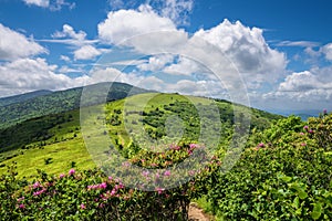 Summer Roan Mountain Bloom photo