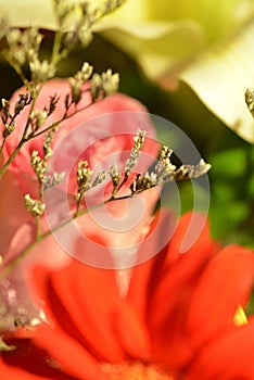 Summer romantic flora grass