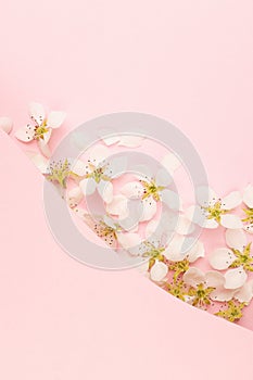 Summer romantic floral gentle pink background with white apple tree flowers, blank geometric curved stripe for text mockup.