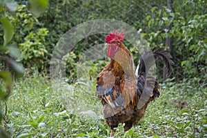 In the summer  a rooster in the grass in the garden
