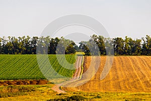 Summer rural country road landscape. Rural green and yellow field. Summer rural road horizon landscape