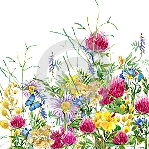 Summer rural field Herb flowers and butterfly background. watercolor illustration
