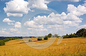 Summer rural landscape