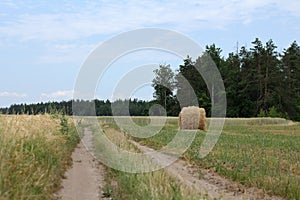 Summer rural landscape