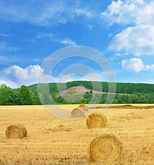 Summer rural landscape