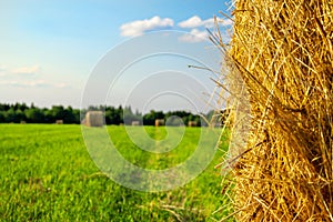 Summer rural landscape