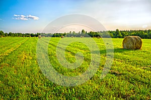 Summer rural landscape