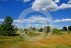 Summer rural landscape