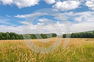 Summer rural landscape with agricultural fields at sunny day