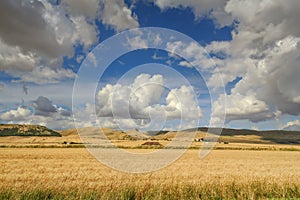 Summer rural landscape: Alta Murgia National Park.Hilly field with cornfields.ITALY,Apulia.